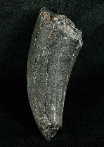 Miocene Aged Fossil Whale Tooth - #5659